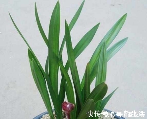 兰花上盆时做好这2点,小芽蹭蹭的疯长,很快就能开花爆盆