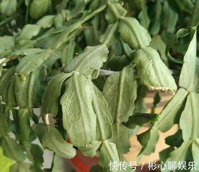 薄叶|蟹爪兰“红叶、薄叶”怎么办2招帮你救花，叶子精神绿油油！