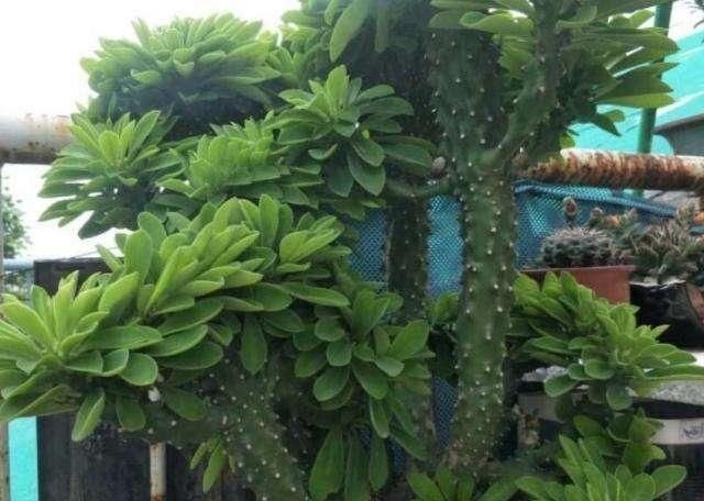 门口养了一棵“气派花”，生命力强很养眼，寓意好能镇宅