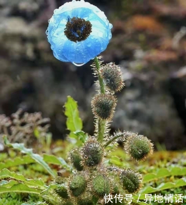 1种花，比“天山雪莲”还珍贵，遇见就是幸运