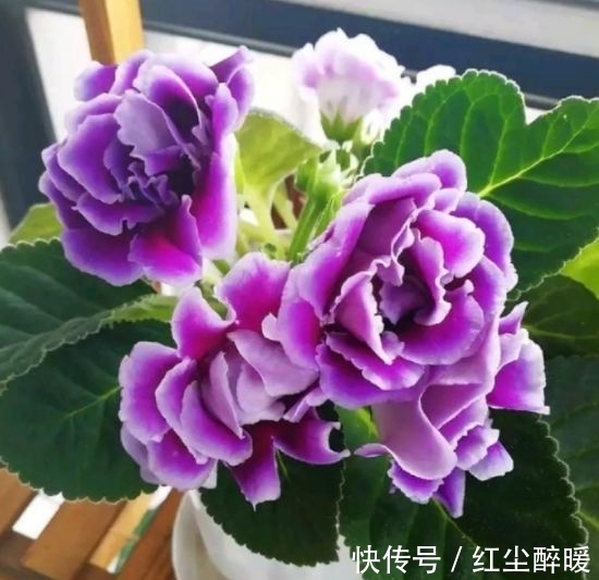 花盆|4种花养家里,仙气十足,颜色多样,随便一养成花海