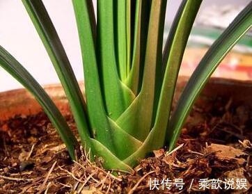 君子兰都是被浇死的老花农教你以下几招,3分钟学会正确浇水方