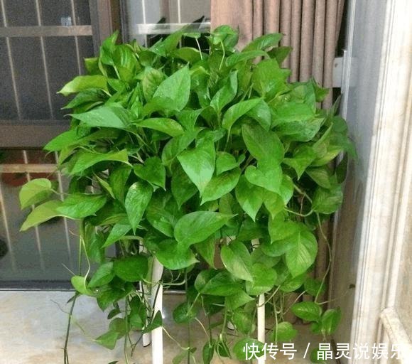 绿萝想|绿萝想打了鸡血一样爆盆,这3招您得学