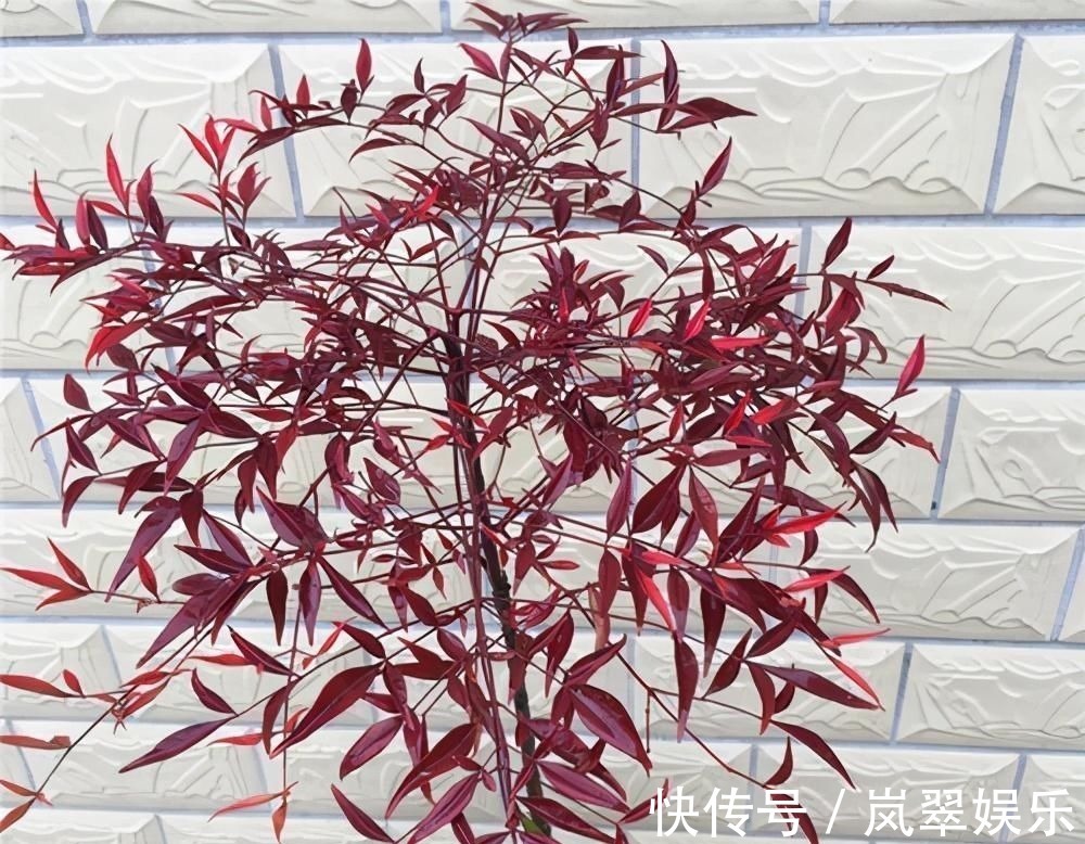 梅花|苏派盆景极具名气,这6种盆景做法精妙、极具自然之感,价值高