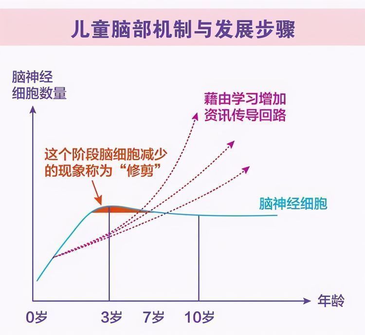 大脑|脑科专家:儿童大脑会经历3次“发育黄金期”,至少要抓住一次
