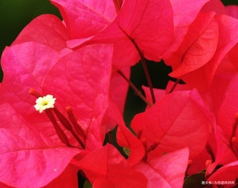 家养三角梅总是难开花养花30年的大爷手把手教你花开爆满盆