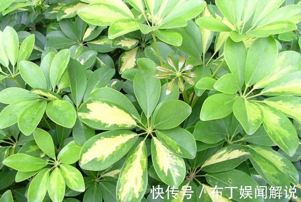 4种“吸毒花”，再贵也要养一盆，尤其第三种，让家人更健康！