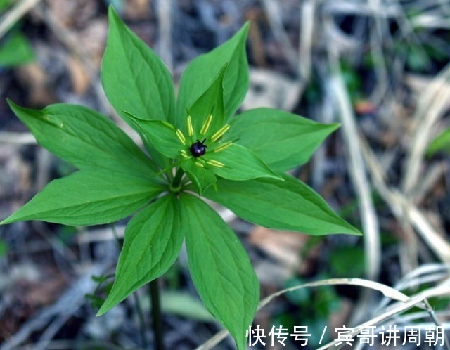 蒲公英|农村的抗癌野菜,过去都被当成杂草,如今市场卖到了780元一斤