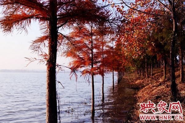 淮滨|淮滨：“醉”美风景落入淮南湿地