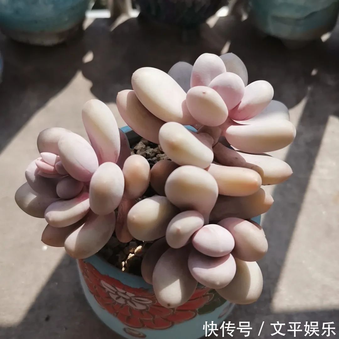 一组逆袭成功的多肉给它时间,它就会给你好看!