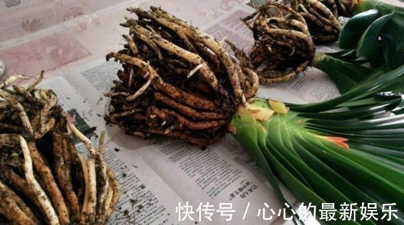 柳树|君子兰不见长、不开花“2种料”扔盆里,新芽多,一年开花2次