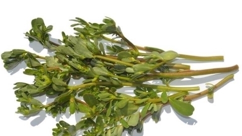 这些野菜可不能随便吃,特别是第二种!不了解不要乱吃