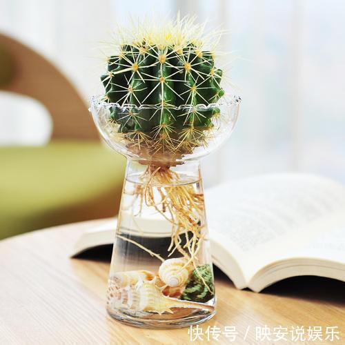 养护|多肉怕水不敢浇水养这几个品种，喜水可以水培，长得真旺