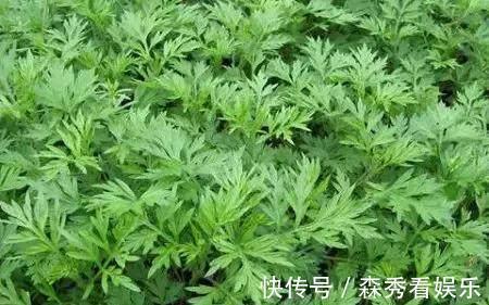 野菜|广西农村最好吃的野菜,很多人叫不出名字,你吃过几种