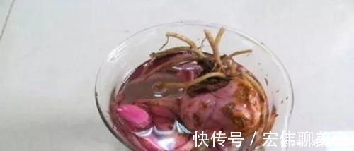 甲硝唑|过期小药片不要丢,尤其是这3种,用来养花,生根快开花多