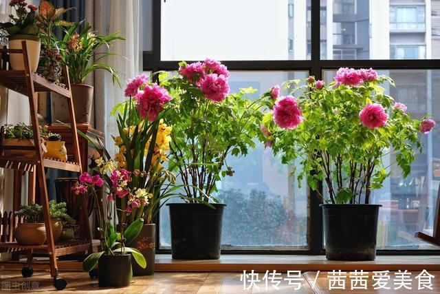 盆栽|客厅有树,十有九富!6种“富贵树”,贵气好养,旺家又吉利