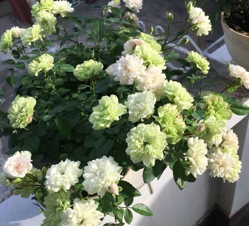 花朵|养花就养这几款,花朵粉嫩丰腴,花大色鲜胜百合,放在阳台美翻了