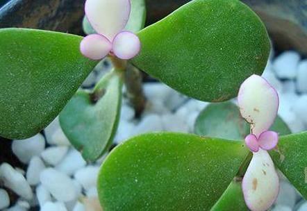 金枝玉叶怎么越养叶子越少了,该怎么养掉叶子已经不叫金枝玉叶了