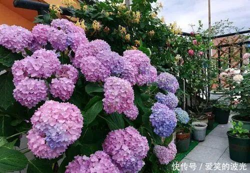 光照|绣球花开败后，牢记三个养护技巧，长新芽还能再开一茬花