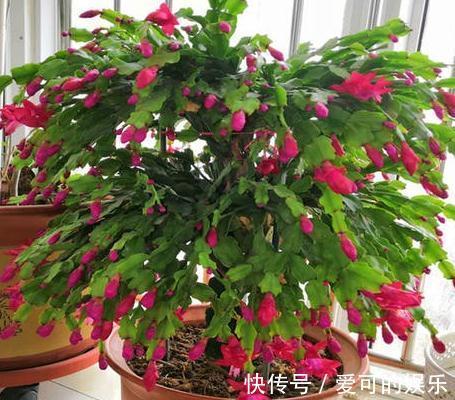 养蟹爪兰是否嫁接很关键，做好了区分，越养越省心