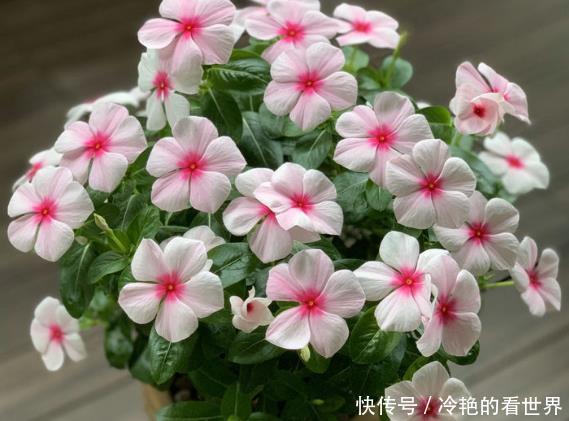 居家养花,就选优良玫瑰冷美人,冷艳妖娆,香味扑鼻