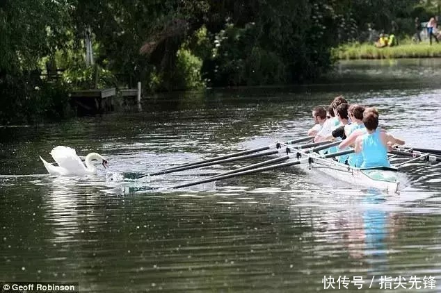 剑桥|剑桥“水怪”!揍人打狗未逢敌手?这么嚣张居然是女王给ta撑腰