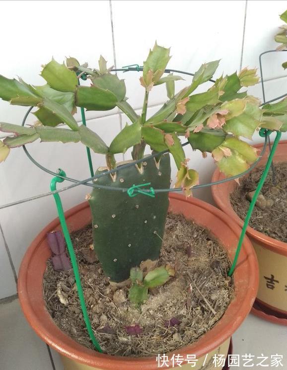 叶片|秋天养蟹爪兰，调整4个“方向”，叶片杠杠肥厚，花开满枝头