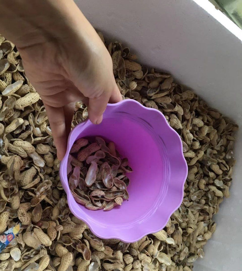 烂根|这才是养花“神器”,盆底铺一层,养啥花都不烂根