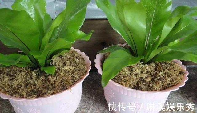 种花|4种''路边垃圾''不简单,带回家处理好养花,啥肥料都不再缺了