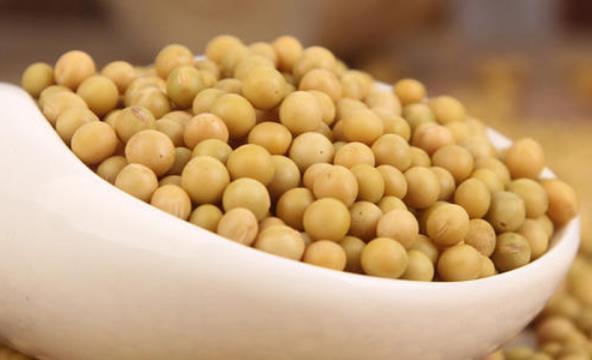 好吃|在家发豆芽好简单,只需水和豆,5天就发好,脆嫩好吃,干净卫生