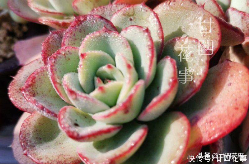 多肉植物|多肉度夏难，常见8种“死法”，积极预防管住手，别在夏天收空盆