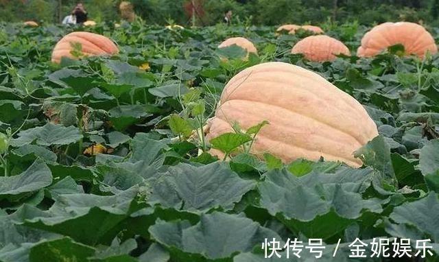 水库钓起野生大鲤鱼,全靠它打窝,5毛一斤便宜又有效!