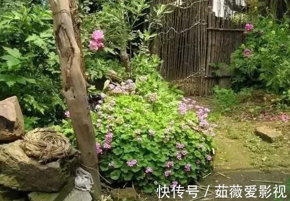 鱼腥草|院子里长出5种草,尽量别破坏了,能赏又能当菜,有人花钱买来种