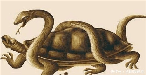 古人|古人打井,为何要放两只乌龟在井底?其实并非迷信,而有科学依据