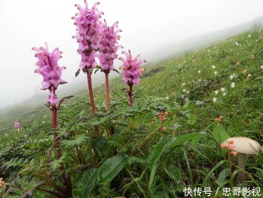 翻山越岭，只为寻找不一样的美，