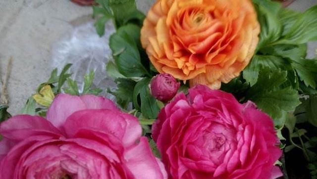 芹菜|阳台养一盆这个花,叶子像芹菜,开花像玫瑰,种一次,年年开花