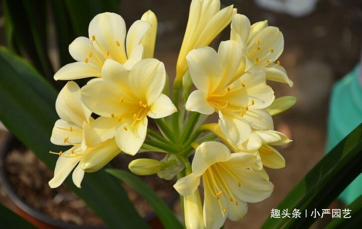 养君子兰,保障三个“前提”,花期一到就花开爆盆