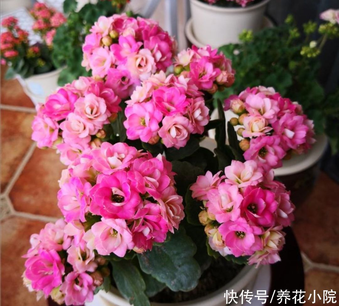 养长寿花蟹爪兰,别只顾浇水,用上“1种肥”,花苞稠密早开花