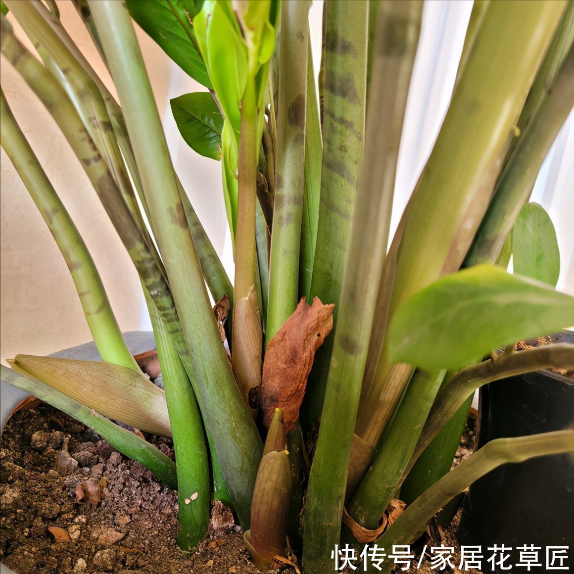 金钱树|夏天到了，8种花要及时控水，越热越不能浇水，一浇就出问题