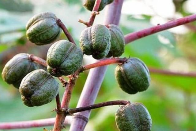 农村随处可见的蓖麻,竟然做成了生化武器,而且原理很简单