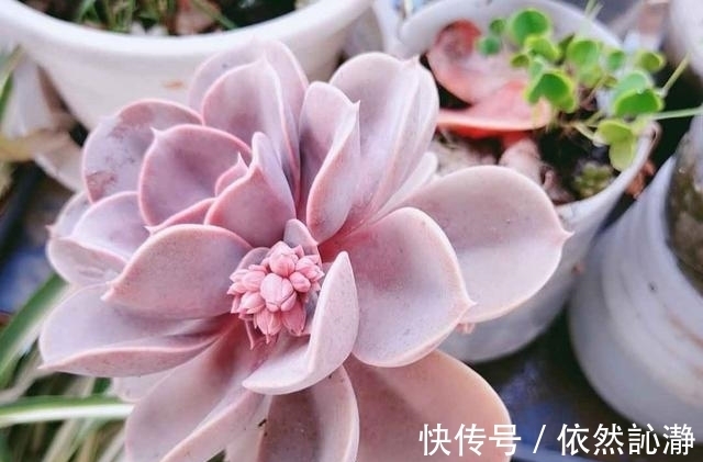 阳台党打心底里喜欢的多肉很少,紫珍珠算一个,群生老桩最漂亮