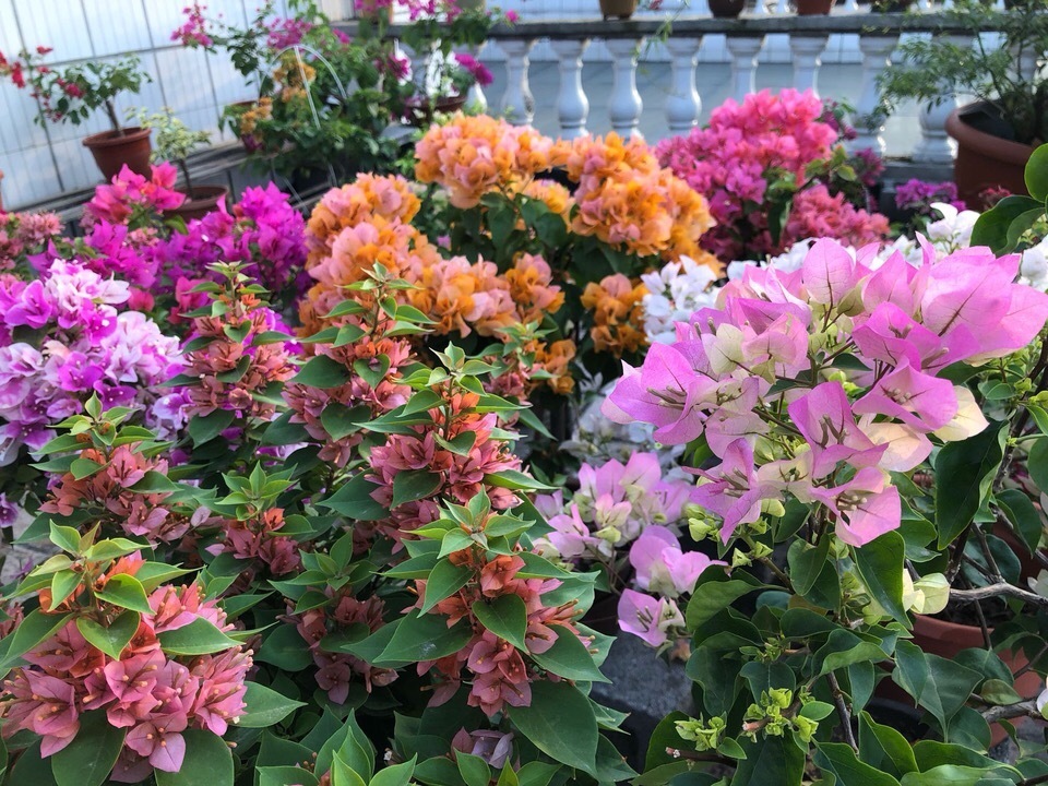 三角梅叶子“卷曲”、不开花学会这几招，叶子嗖嗖冒，花朵爆盆