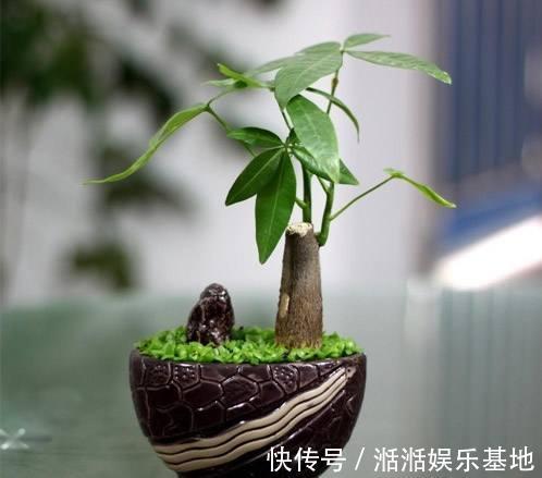 叶子|发财树最怕这几个点,平日养护要注意,不怕黄叶烂根养不活