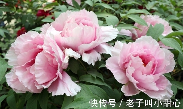 此花是中国花“花王”,花多多姿多彩,也是中国十大名花之一