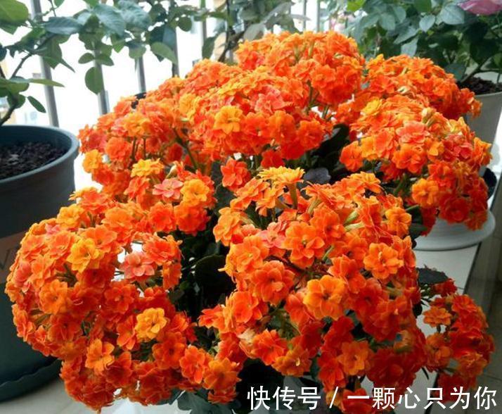 花苞|长寿花开成“大花球”，是怎样“炼成的”？5个小技巧，照做就行