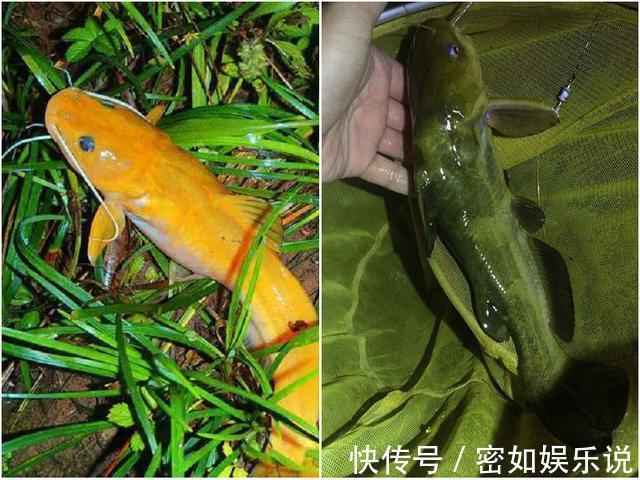 鲿科|重庆山里的奇鱼,随山洪而出现,钓鱼人称它“小黄龙”