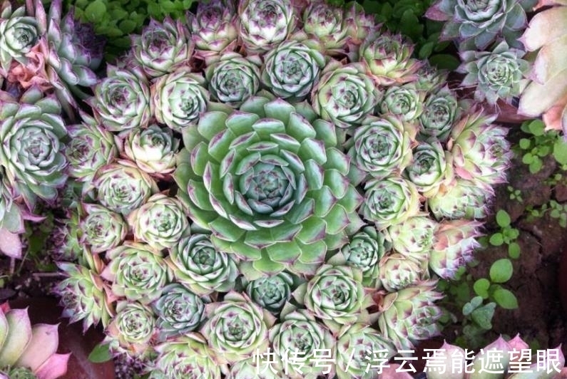 冬天担心多肉被冻伤?试试这3款,冻一冻长满盆,颜色迷人惹人爱