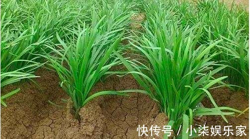 土壤肥力|种植韭菜为什么要培土，原来对韭菜培土的好处这么多