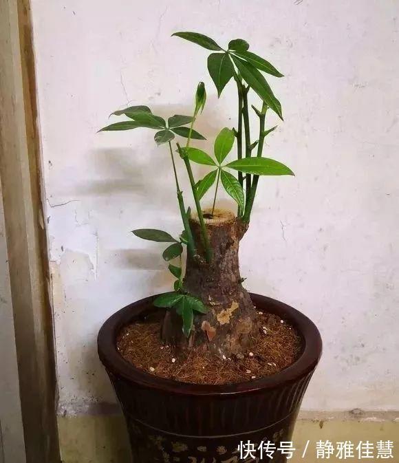 大肚子|6种耐旱花，“大肚子”里面都是水，一个月不浇也没事！