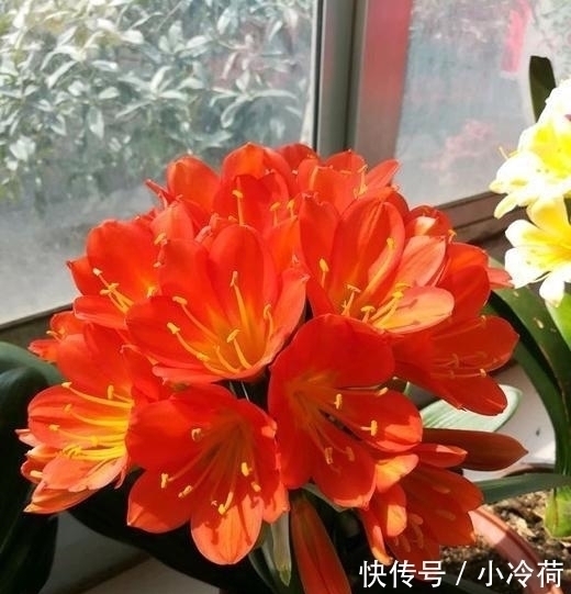 这5种花,不要钱也不能养,全都有毒,养了后悔都来不及